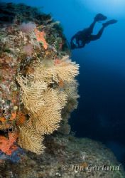 Yellow Gorgaonian Sea Fans by Jim Garland 
